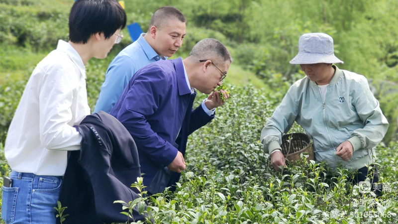 安康市開放發(fā)展高級(jí)顧問(wèn)周德林一行赴紫陽(yáng)縣考察
